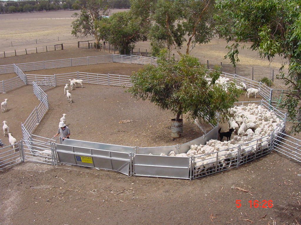 Atlex Stockyards | 3 Burraway Rd, Brocklehurst NSW 2830, Australia | Phone: (02) 6888 5004