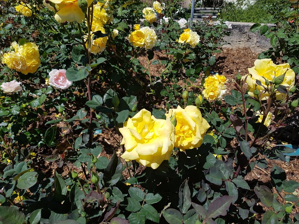 Patsy Duracks Rose Gardens | park | 33 Parke Rd, Perth WA 6076, Australia | 0892932719 OR +61 8 9293 2719
