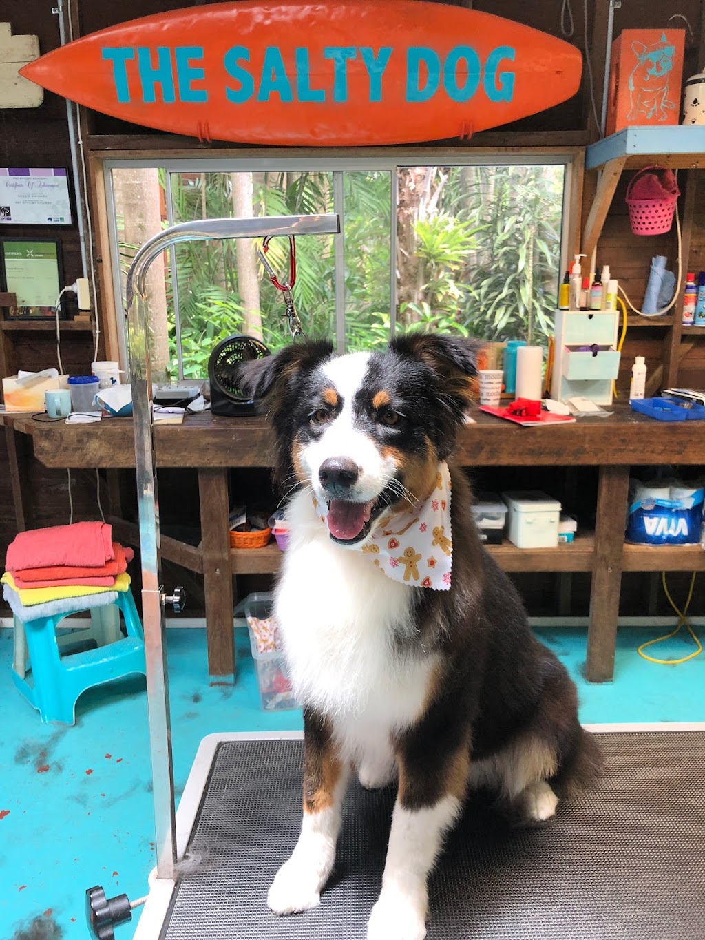 The Salty Dog Grooming Shop |  | 7 Palm Ave, Mullumbimby NSW 2482, Australia | 0413041634 OR +61 413 041 634