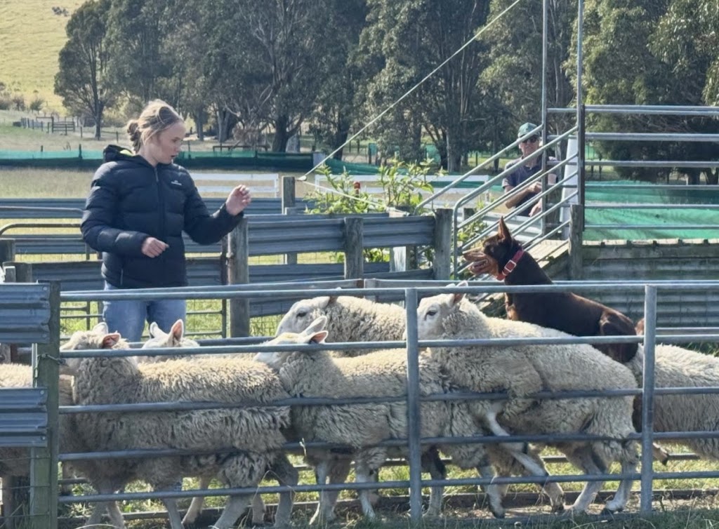 Tarwin.Valley.Kelpies | 500 Meeniyan-Mirboo N Rd, Dumbalk VIC 3956, Australia | Phone: 0439 398 277