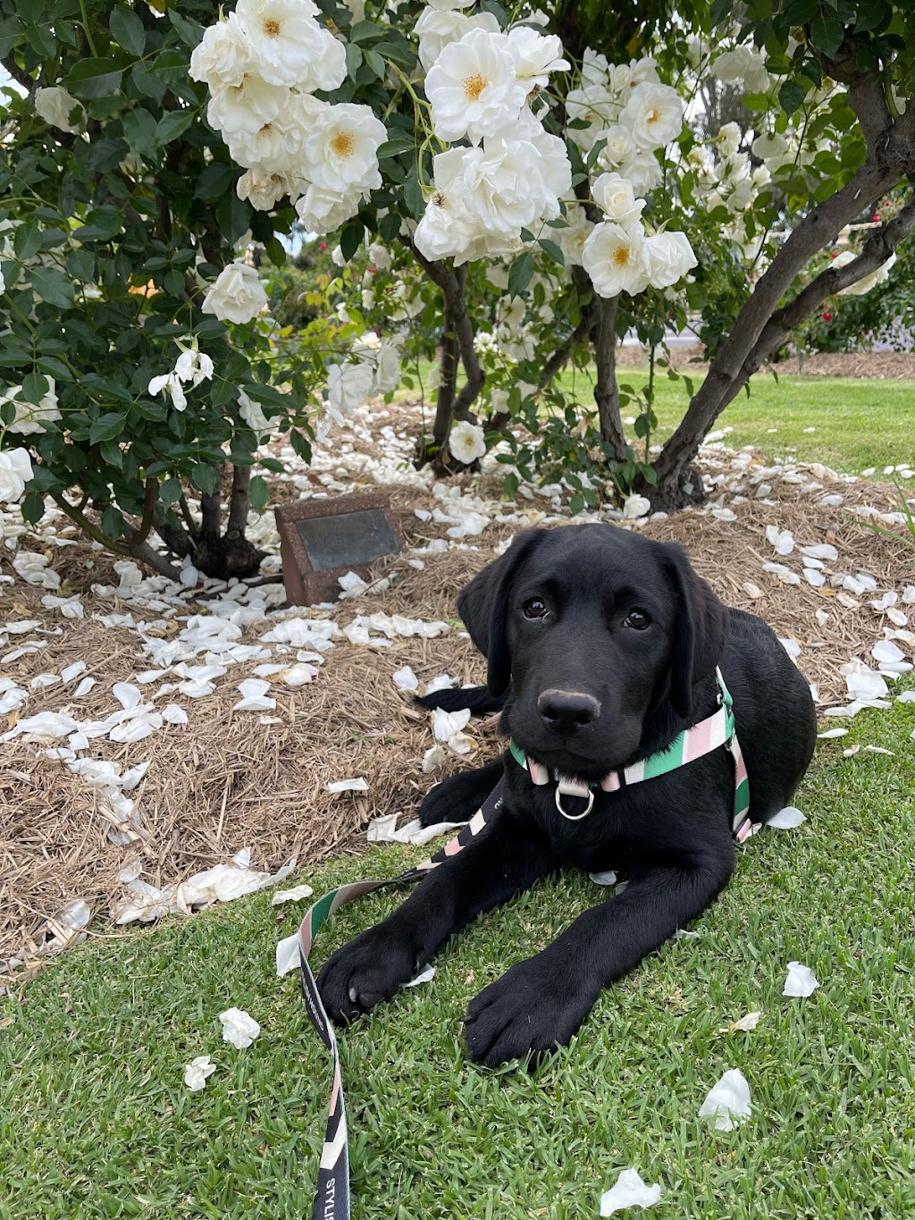 Haleana Labradors | Belubula Way, Canowindra NSW 2804, Australia | Phone: 0433 636 285