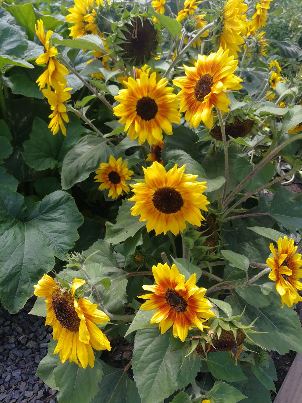 Willsmere Station Community Garden | park | Outer Cir Rail Trail, Kew East VIC 3102, Australia