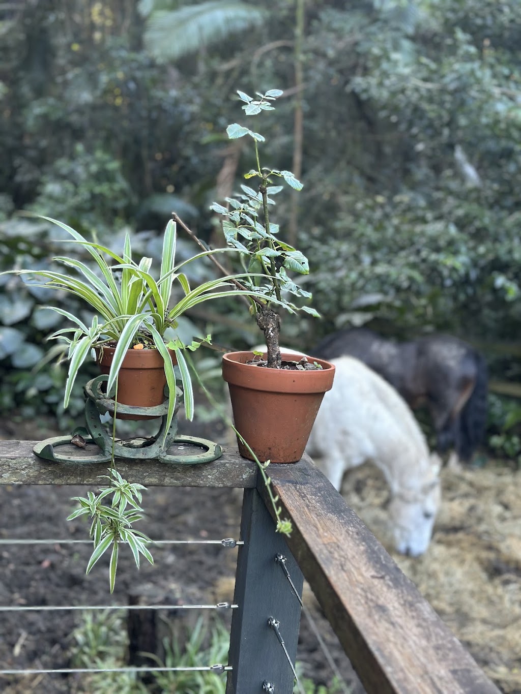 MAJ Counselling and Equine Assisted Therapy | 611 Tallebudgera Creek Rd, Tallebudgera Valley QLD 4228, Australia | Phone: 0409 363 538
