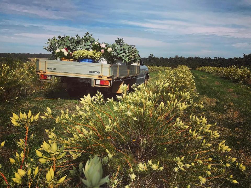 Yelverton Protea Farm | 7211 Bussell Hwy, North Jindong WA 6280, Australia | Phone: 0410 597 541