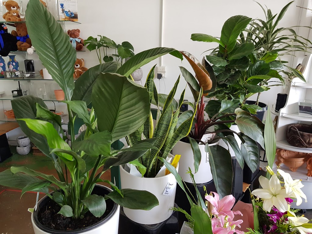 PLANTS R GO | 32 B Devon Rd, Pascoe Vale VIC 3044, Australia | Phone: 0413 997 593