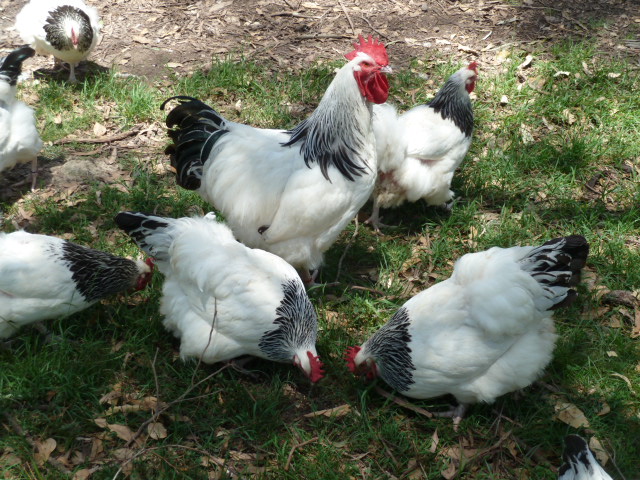 Evans Chickens | food | 173 Whitmore Rd, Maraylya NSW 2765, Australia | 0407659927 OR +61 407 659 927
