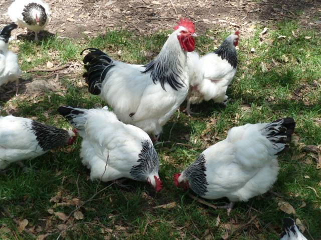 Evans Chickens | 173 Whitmore Rd, Maraylya NSW 2765, Australia | Phone: 0407 659 927