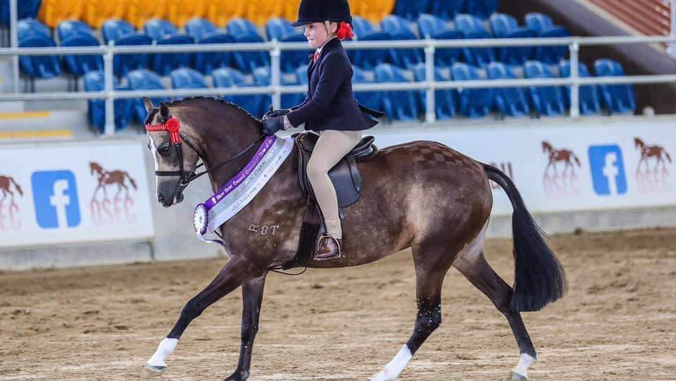 THE Welsh Pony & Cob Society of Australia Inc. | 20/14-17 Hogan Ct, Pakenham VIC 3810, Australia | Phone: (03) 5941 3288