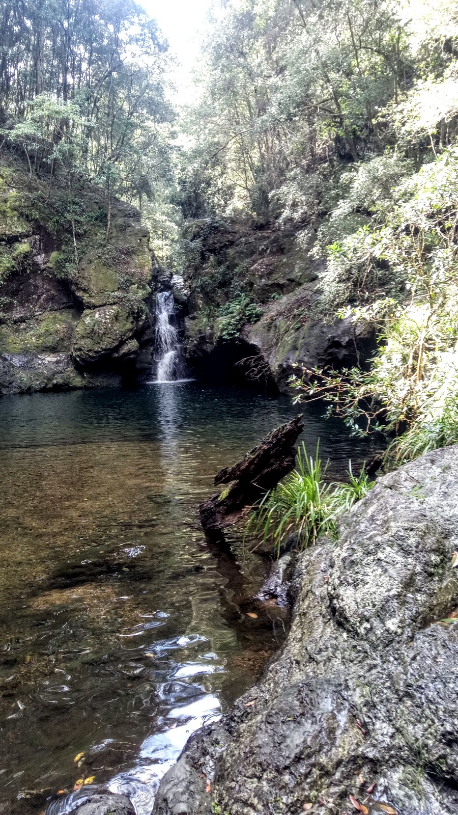 Tapin Tops National Park | park | Dingo Forest NSW 2429, Australia