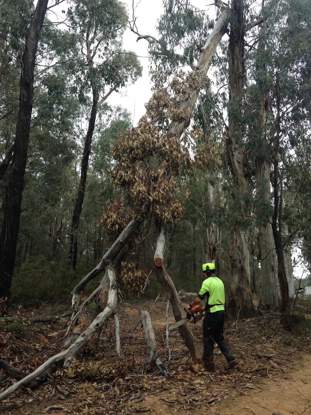 Complete Tree and Environmental Management | 117 Bieundurry St, Bonner ACT 2914, Australia | Phone: 0452 559 613