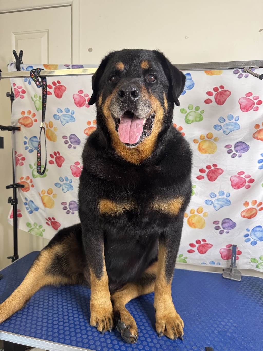 Petloft dog grooming | Lady Ardee Cct, Stockleigh QLD 4280, Australia | Phone: 0479 050 018 Petloft dog grooming | Lady Ardee Cct, Stockleigh QLD 4280, Australia | Phone: 0479 050 018