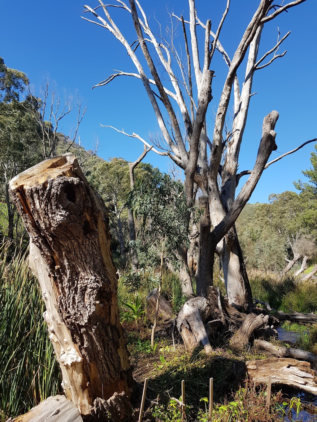 Langman Reserve Lookout |  | 33/46 Wyatt Rd, Burnside SA 5066, Australia | 0407713309 OR +61 407 713 309