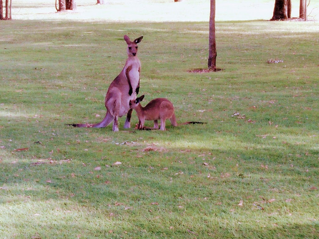 Hervey Bay Golf Club |  | Old Maryborough Rd &, Tooth St, Pialba QLD 4655, Australia | 0741244544 OR +61 7 4124 4544