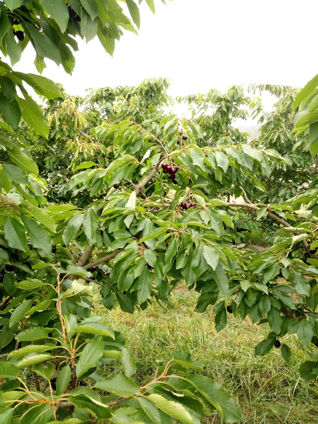 Harben Vale Pick Your Own Cherries |  | 34 Altmanns Rd, Balhannah SA 5242, Australia | 0439001962 OR +61 439 001 962