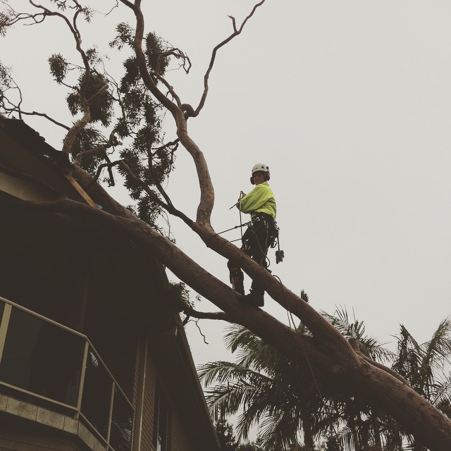 Horizon Total Tree Service | 80 Forest Parade, Tomakin NSW 2537, Australia | Phone: 0488 585 563