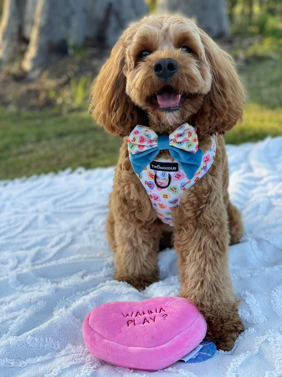 Twomoodles | 32 Currawong St, Deebing Heights QLD 4306, Australia | Phone: 0417 751 714