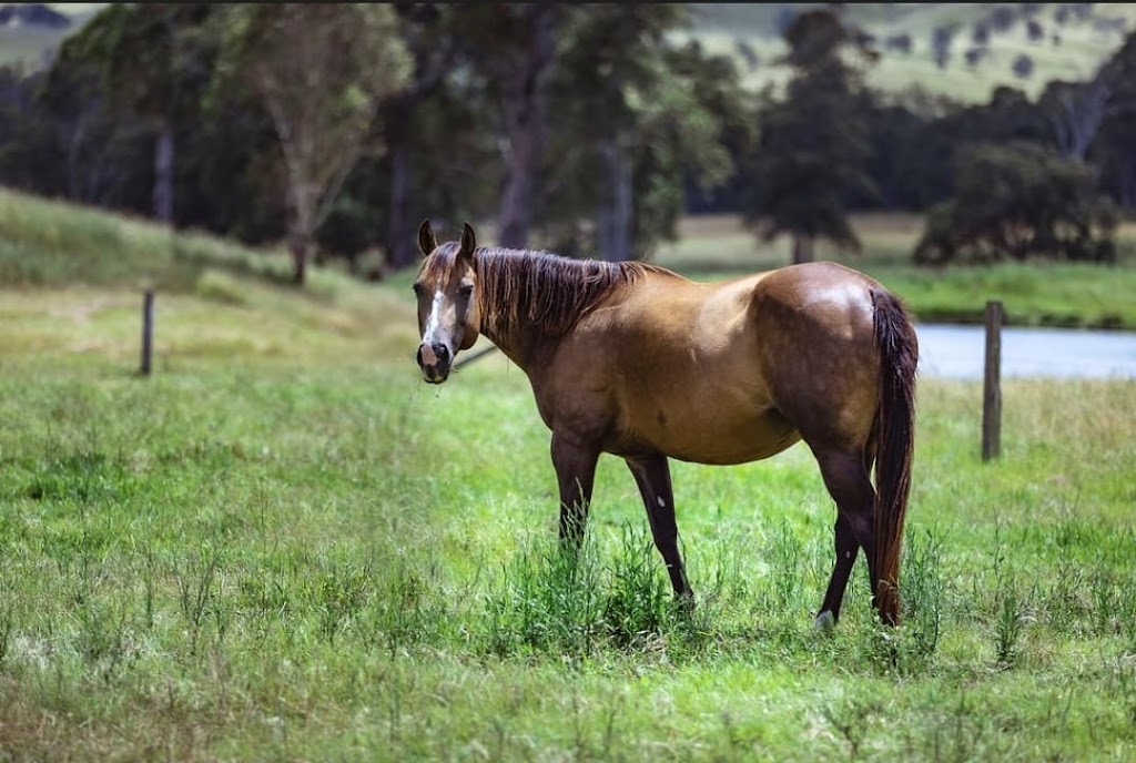 FHT Equine | 26 McNairn Rd, Crows Nest QLD 4355, Australia | Phone: 0402 581 423