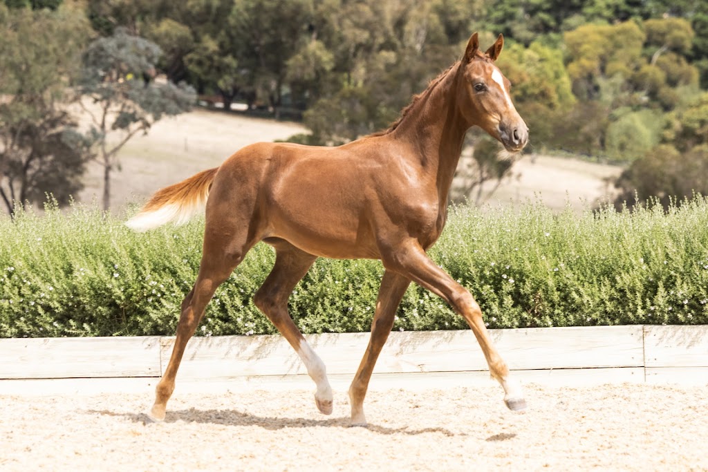 Salisbury Dressage | 2067 Three Chain Rd, Lancefield VIC 3435, Australia | Phone: 0417 859 086