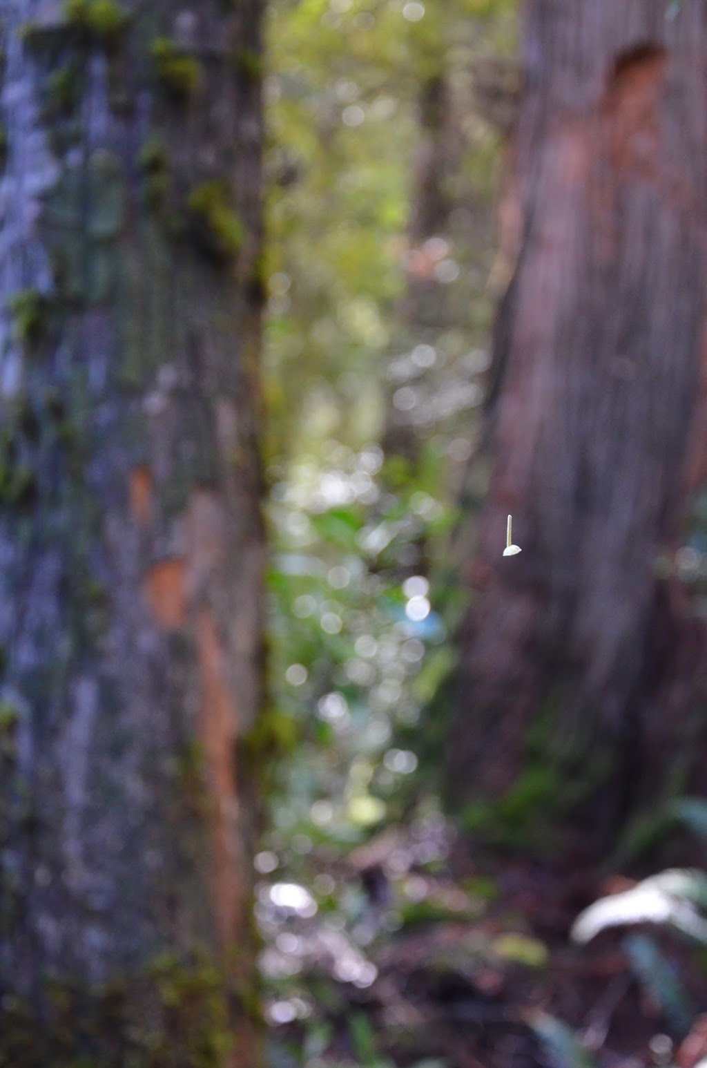 Tahune Forest Reserve | Southwest TAS 7139, Australia