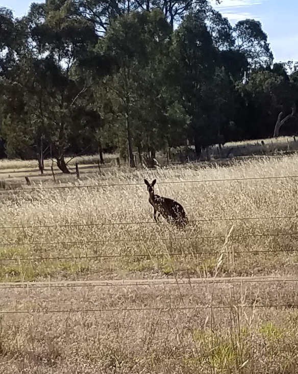 Riverside Farm | lodging | 197 Barritt Rd, Lyndoch SA 5351, Australia | 0420969819 OR +61 420 969 819