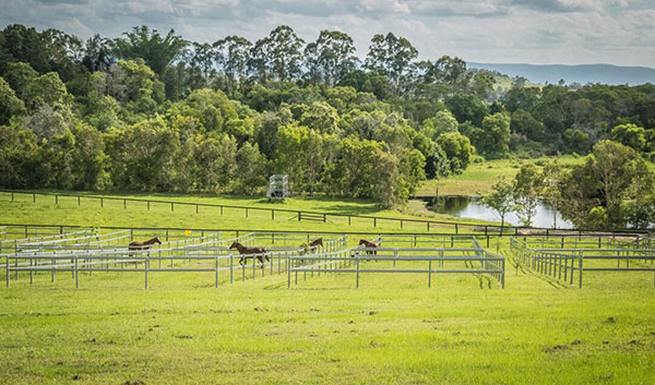Vision Equine |  | 597-615 Cove Rd, Stanmore QLD 4514, Australia | 0435752927 OR +61 435 752 927