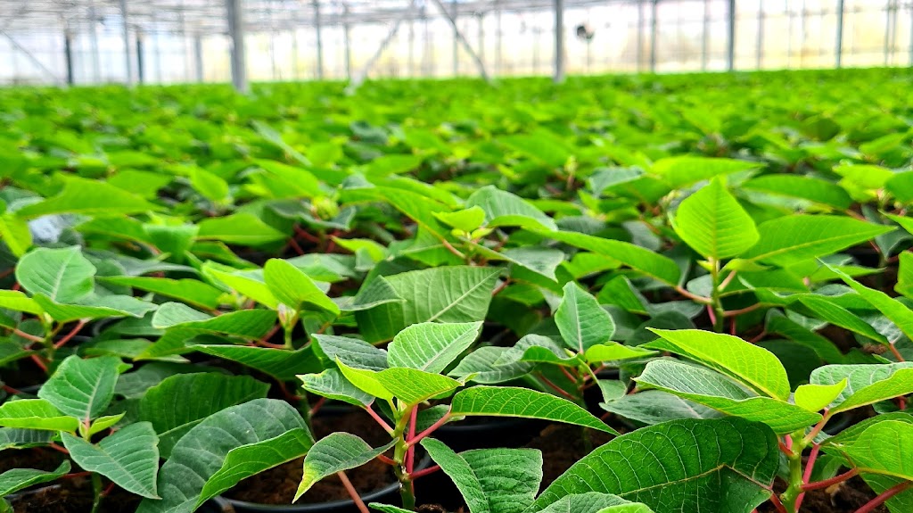 Flora Plant - Wholesale Nursery | 822 Rowley Rd, Oakford WA 6121, Australia | Phone: (08) 9397 0709