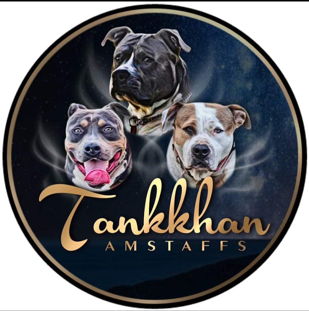 Tankhan Amstaffs | 4 Norfolk Dr, Hidden Valley QLD 4703, Australia | Phone: 0419 799 671
