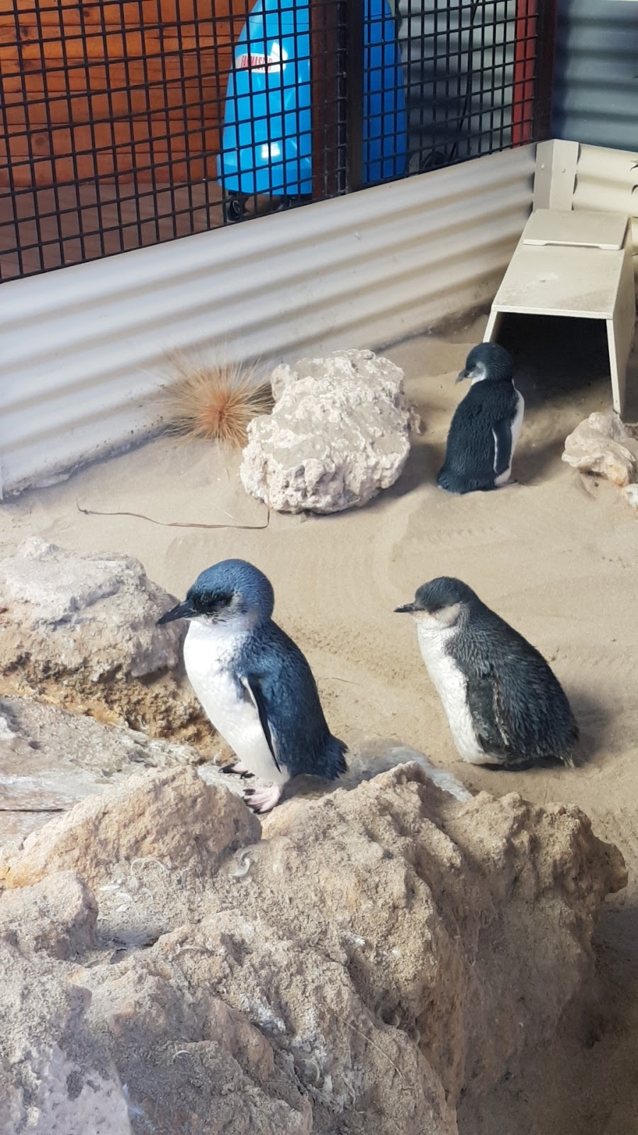 Penguin Island Discovery Centre | museum | Rockingham WA 6168, Australia