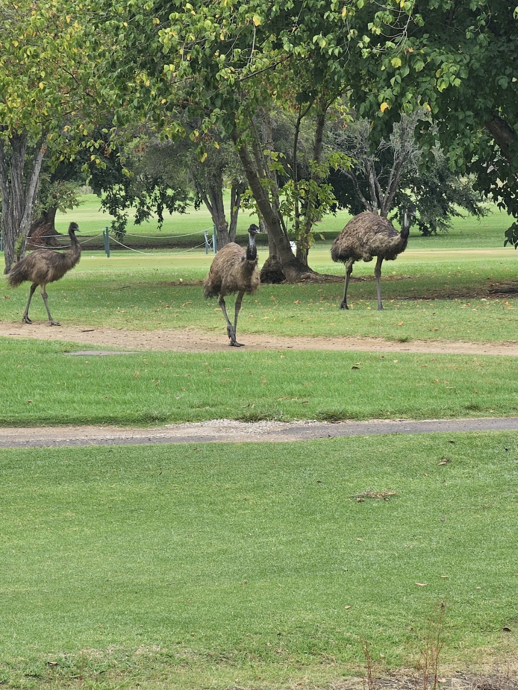 Dunheved Golf Club | 176 Links Rd, St Marys NSW 2760, Australia | Phone: (02) 9623 0239
