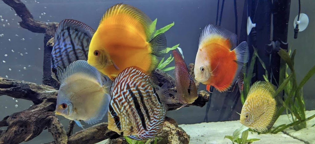 Kings Of The Aquarium | 72 Yellow Brick Rd, Old Beach TAS 7017, Australia | Phone: 0488 232 411