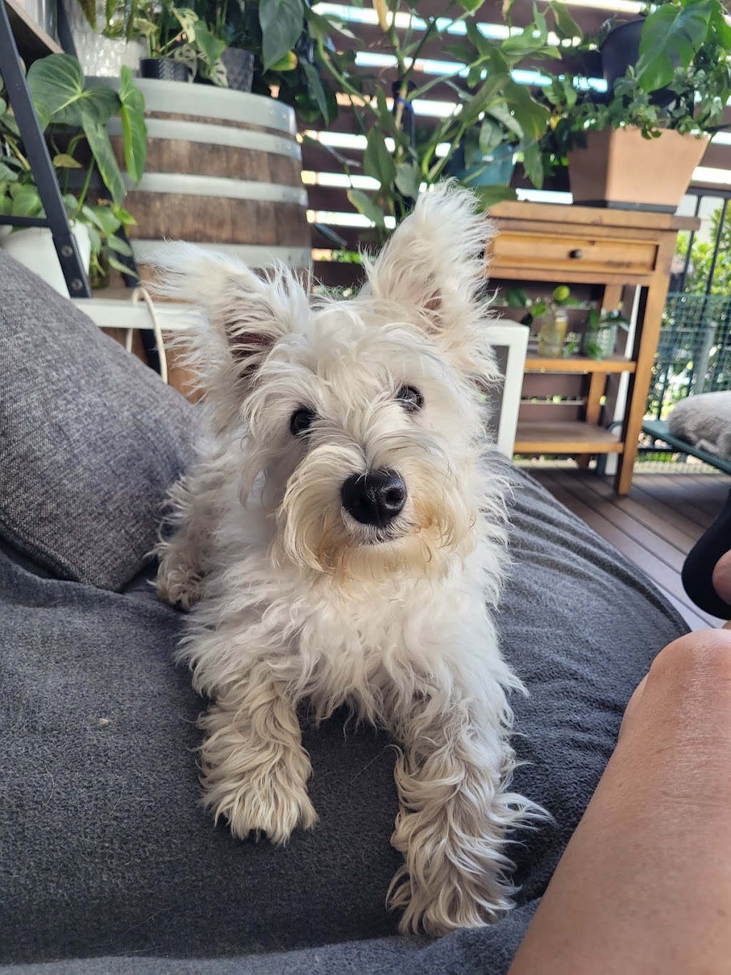 DOGGY RETREAT | Gillies St, Kurri Kurri NSW 2327, Australia | Phone: 0491 626 848