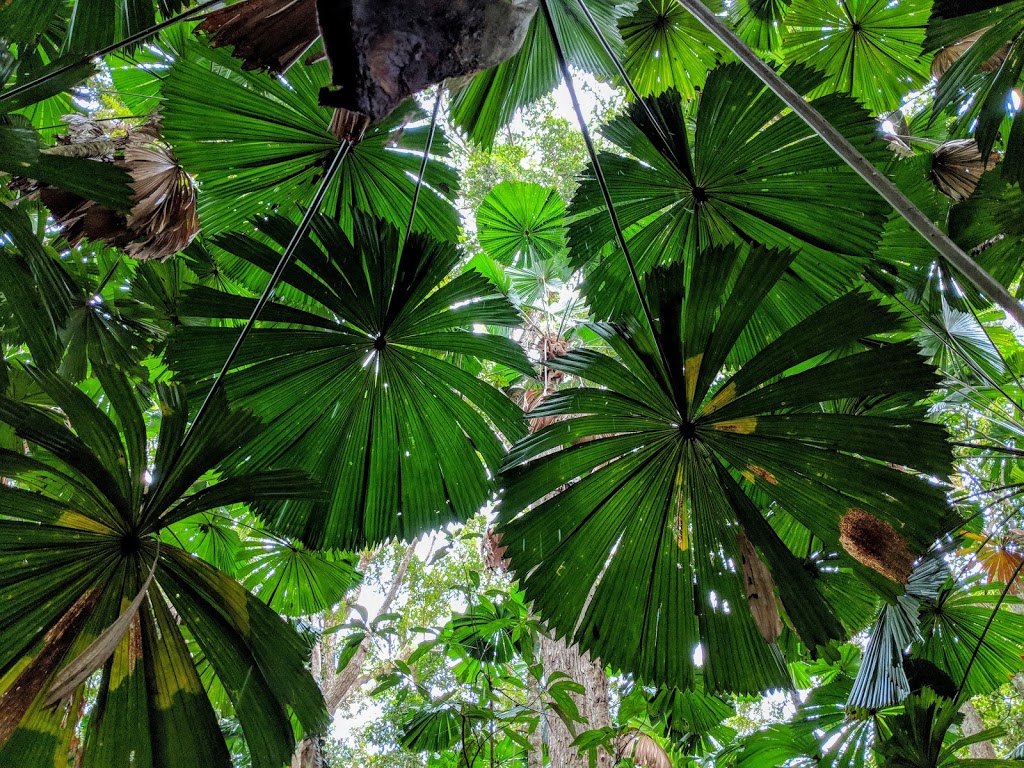 Cooper Creek Wilderness Daintree Rainforest | 2333 Cape Tribulation Rd, Cape Tribulation QLD 4873, Australia | Phone: (07) 4098 9126