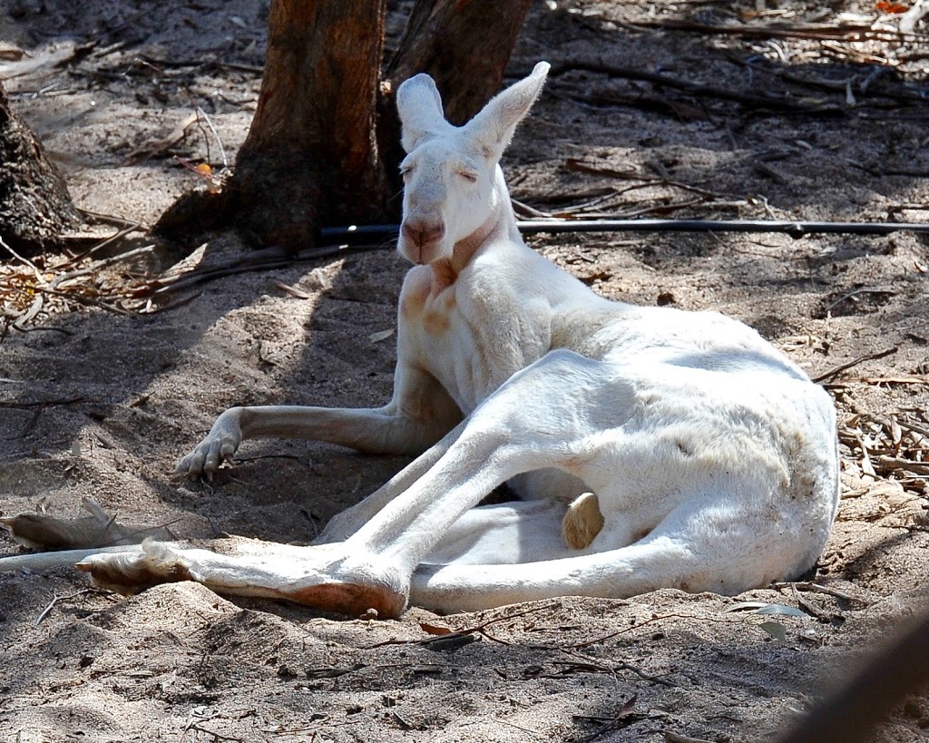 Wave Rock Wildlife Park | park | Wave Rock Rd, Hyden WA 6359, Australia | 0898805182 OR +61 8 9880 5182