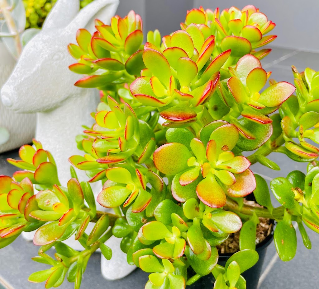 The Succulent Emporium Australia | 41 Lieutenant St, Jordan Springs NSW 2747, Australia | Phone: 0410 886 031