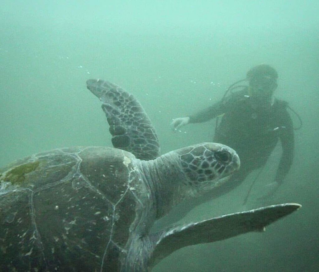 Cook Island Nature Reserve | New South Wales, Australia