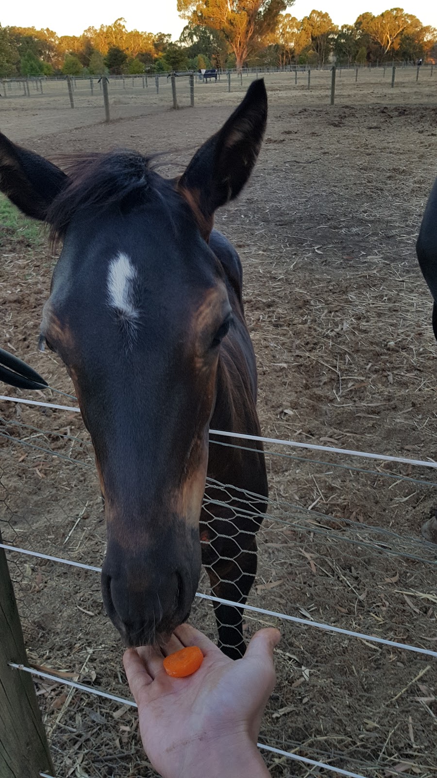 Settlers Rest Farmstay | 90 George St, West Swan WA 6055, Australia | Phone: (08) 9250 4540