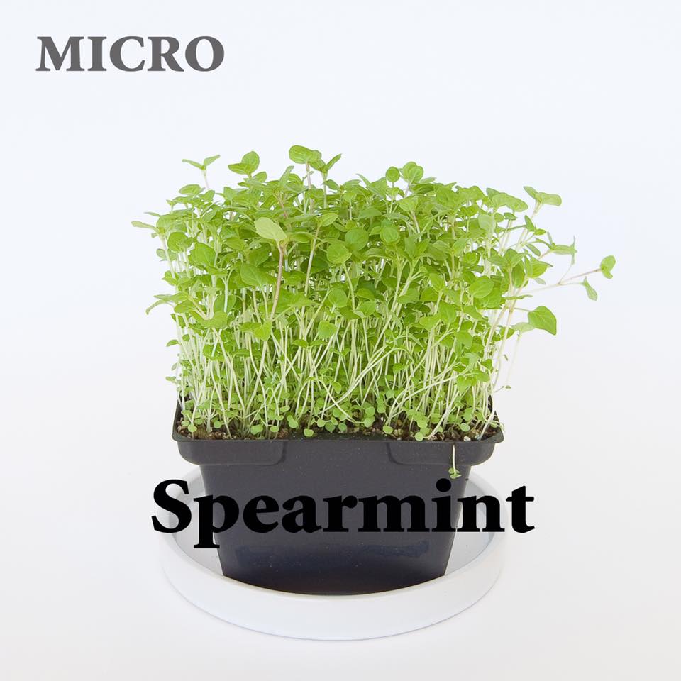 MicroHerbs.com.au | store | 503 beaudesert - nerang road, Mount Nathan Rd, Mount Nathan QLD 4211, Australia | 0410619158 OR +61 410 619 158