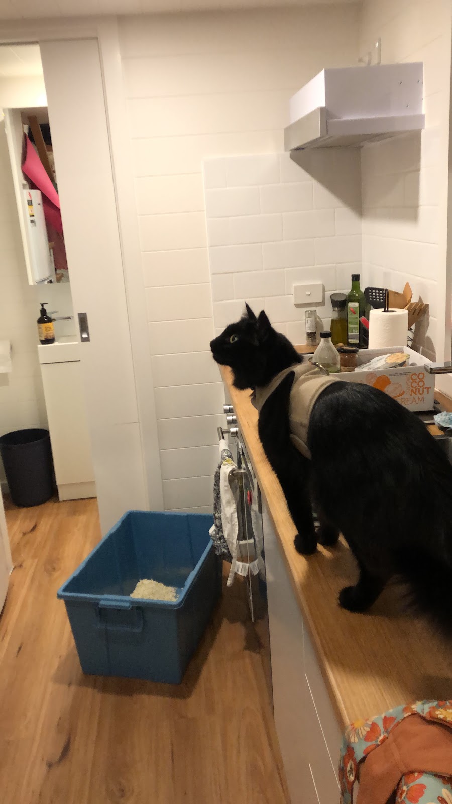 Kookaburras Perch Tiny House | 113 Wonga Rd, Millgrove VIC 3799, Australia | Phone: 0413 123 926