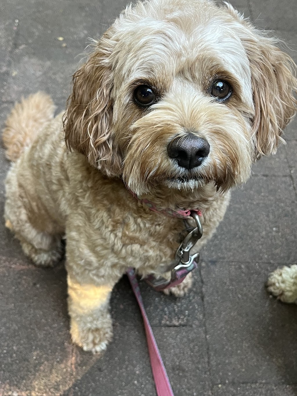 Serenity Bay Puppies | Main Green Swamp Rd N, Churchable QLD 4311, Australia | Phone: 0421 823 422