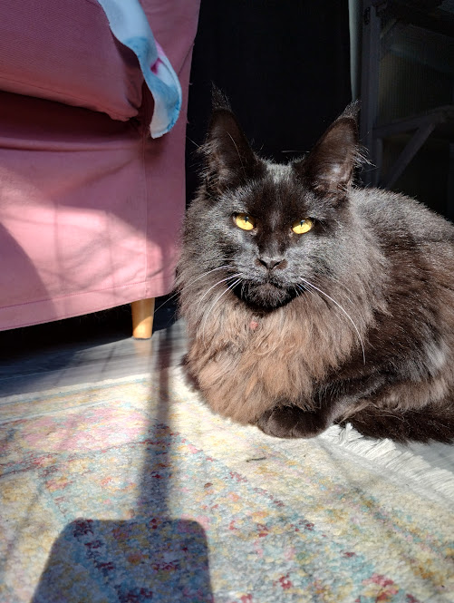 Kats Cat Care | 56 Terrymont Rd, Warrimoo NSW 2774, Australia | Phone: 0423 077 882