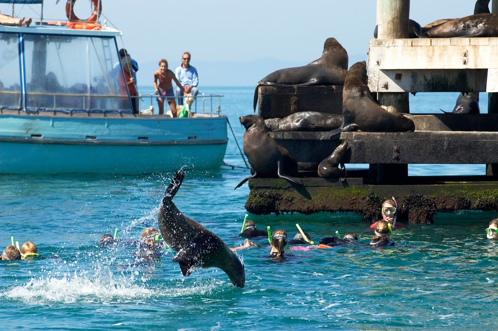 Swim with dolphins and seals | Shop 3. Building 6, Queenscliff Boat Harbour, Queenscliff VIC 3225, Australia | Phone: (03) 5258 3889