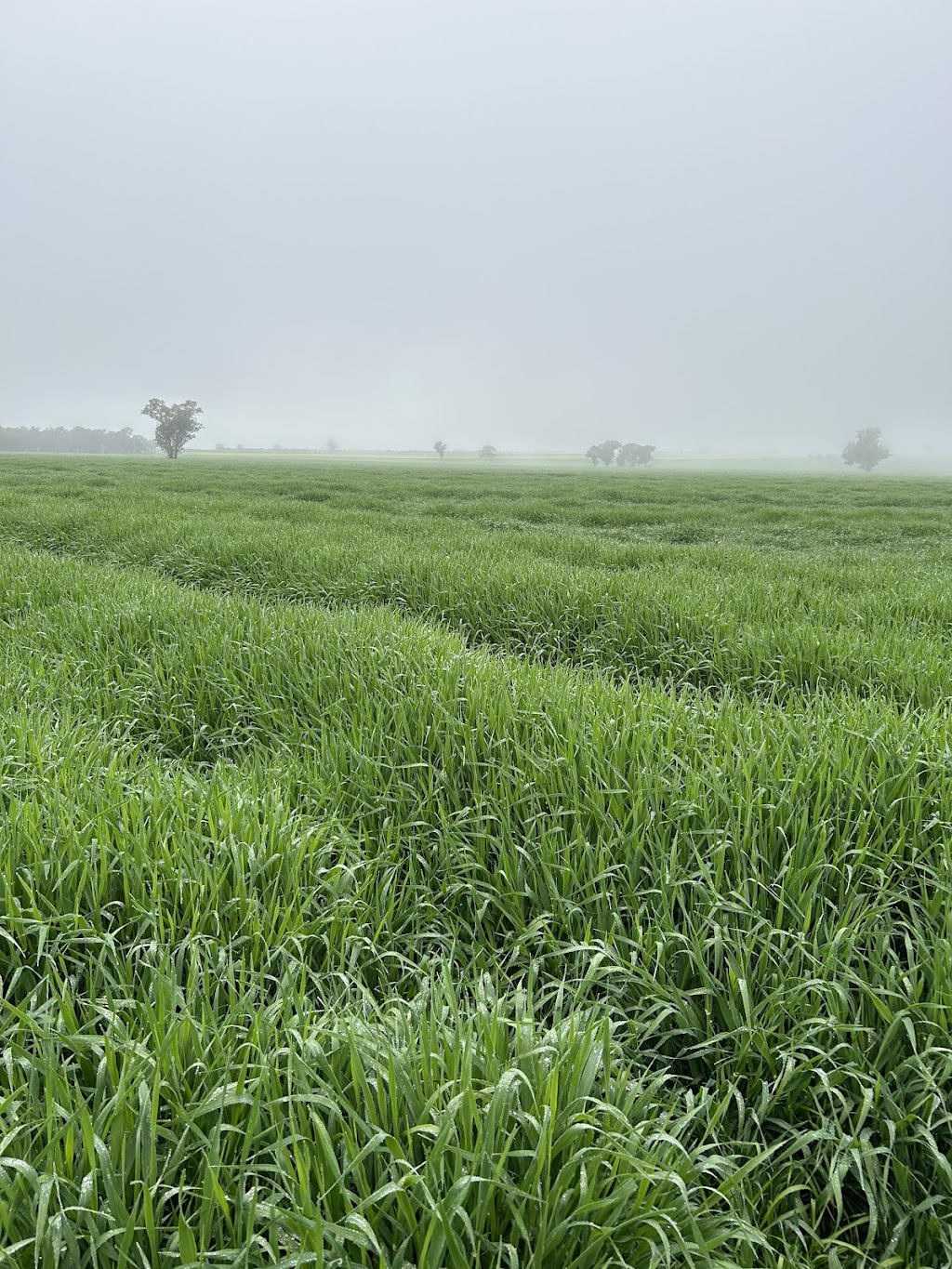 Lillington Hay and Fodder | 252 Bethel Rd, Burrumbuttock NSW 2642, Australia | Phone: 0429 205 590