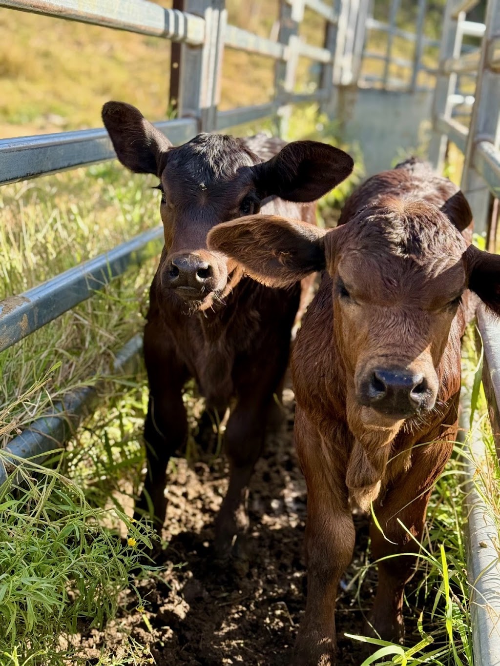 Greenhollow Brangus | Koplick Rd, Running Creek QLD 4287, Australia | Phone: 0403 054 845