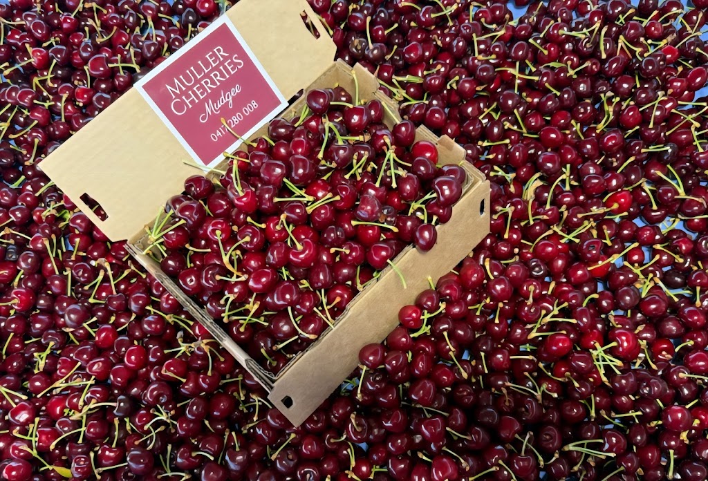 Mullers Cherries Mudgee | 95 Eurunderee Ln, Eurunderee NSW 2850, Australia | Phone: 0417 280 008