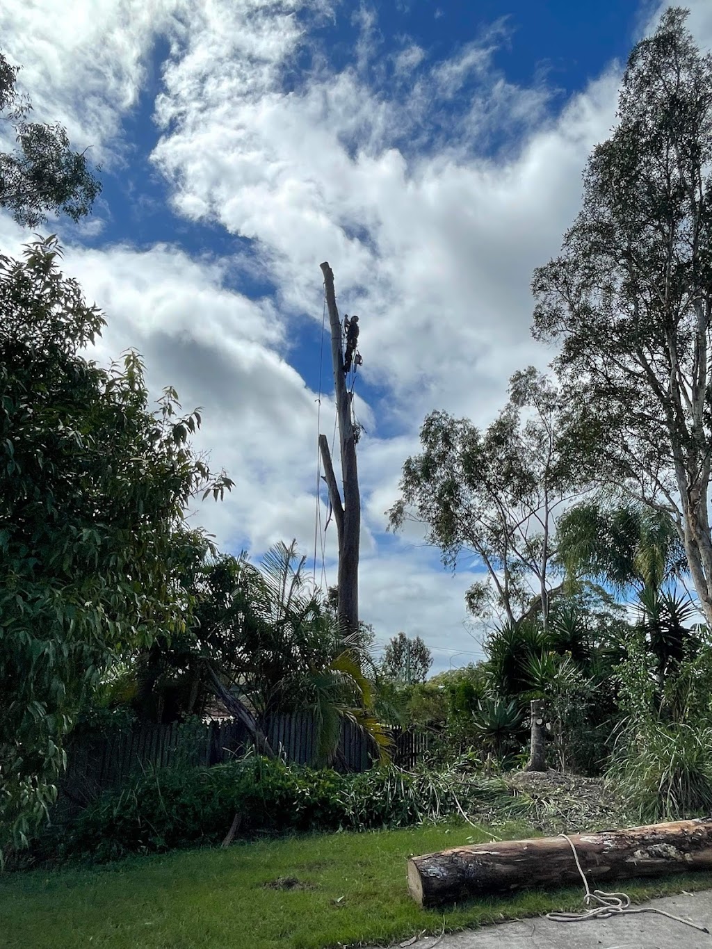 True Vine Tree Works | Lot 1/297 Arthur Summervilles Rd, Karalee QLD 4074, Australia | Phone: 0458 535 287