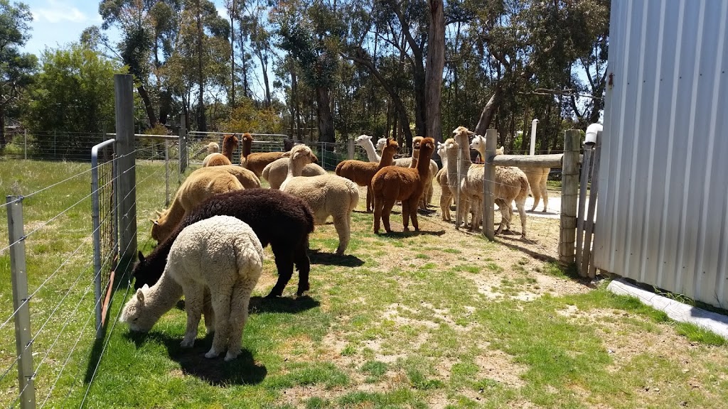 BreenBurn Alpacas | 71 Potts Rd, Taradale VIC 3447, Australia | Phone: 0412 903 288