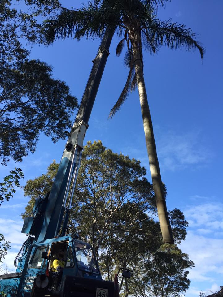 Newcastle Cranes | 50 Mitchell Rd, Cardiff NSW 2285, Australia | Phone: (02) 4961 5777