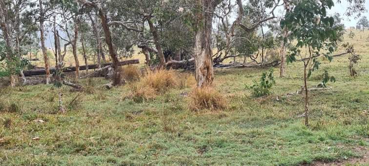 Bush to Bay Weed Control | Burrum River Rd, Torbanlea QLD 4662, Australia | Phone: 0409 267 001