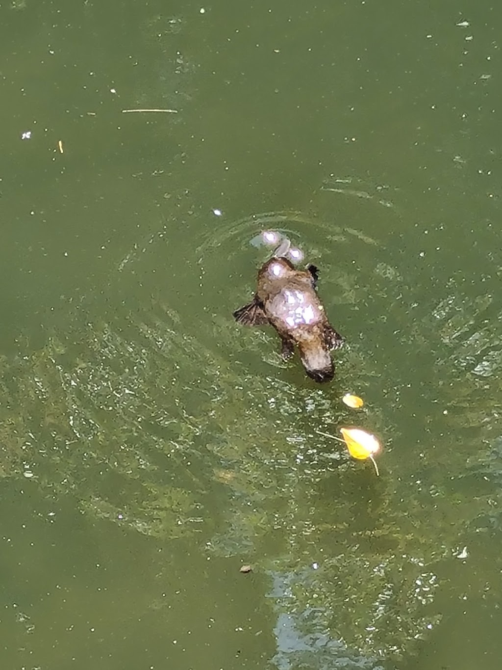 Platypus Deck | Broken River QLD 4757, Australia