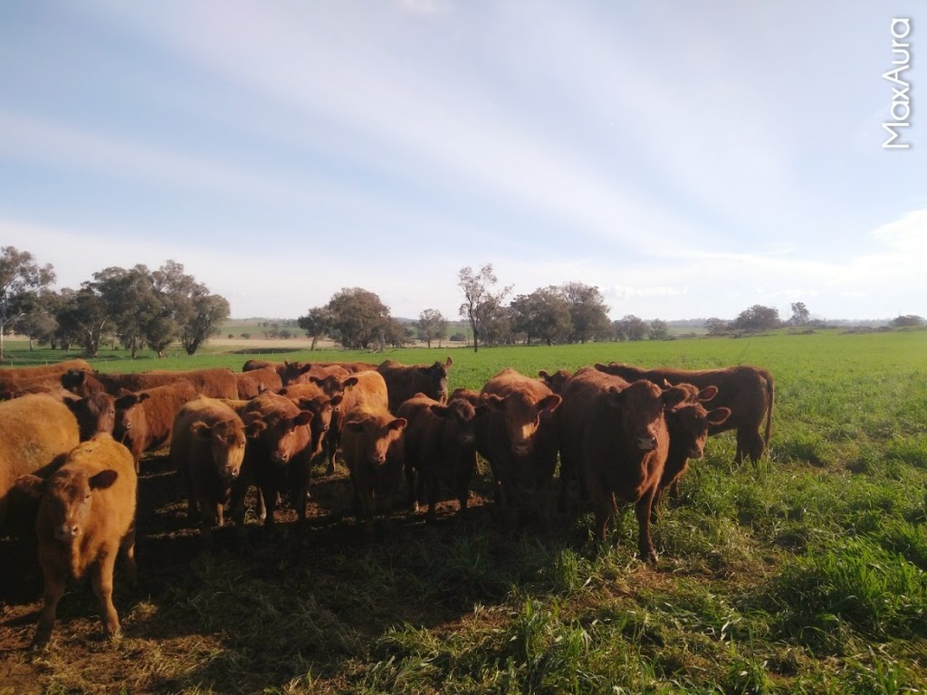 Haycock Pine Villa Red Angus Stud | 162 Higgins Rd, Yeoval NSW 2868, Australia | Phone: (02) 6846 4060